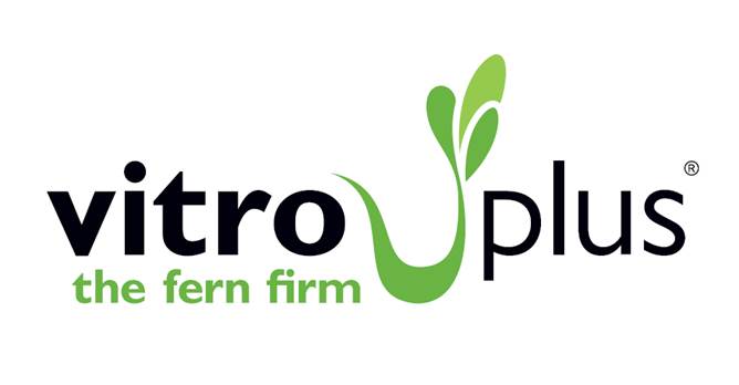 Vitro plus